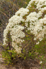 Verticordia monadelpha