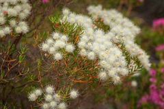 Verticordia monadelpha