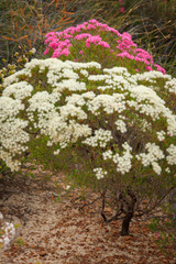 Verticordia monadelpha