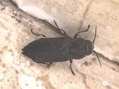 Buprestinae
