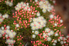 Verticordia monadelpha