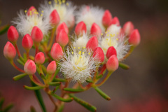 Verticordia monadelpha