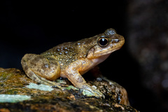 Amolops albispinus
