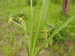 Hypoxis angustifolia luzuloides
