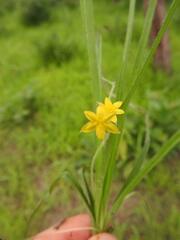 Hypoxis angustifolia luzuloides