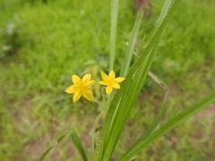 Hypoxis angustifolia luzuloides