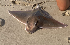 Myliobatis freminvillei