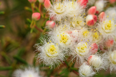 Verticordia monadelpha