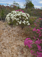 Verticordia monadelpha