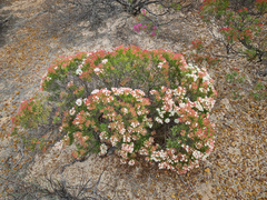 Verticordia monadelpha