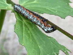 Pyrrhia exprimens