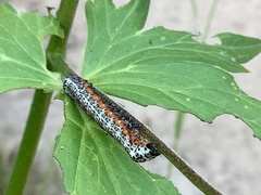 Pyrrhia exprimens
