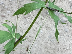 Pyrrhia exprimens