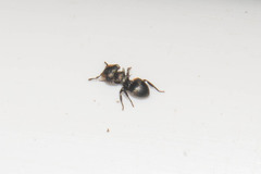 Cephalotes pusillus