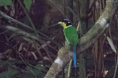 Psarisomus dalhousiae