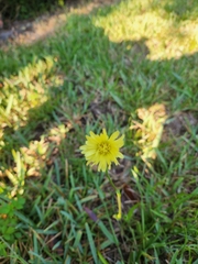 Pyrrhopappus carolinianus