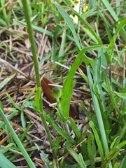 Pyrrhopappus carolinianus