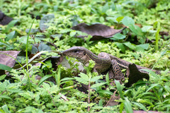 Ameiva praesignis