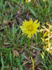 Pyrrhopappus carolinianus