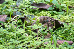 Ameiva praesignis