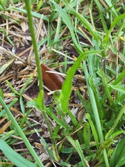 Pyrrhopappus carolinianus