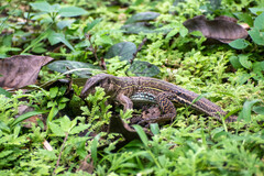 Ameiva praesignis