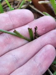 Pyrrhopappus carolinianus