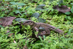 Ameiva praesignis