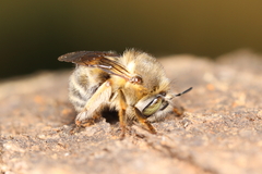 Anthophora crinipes