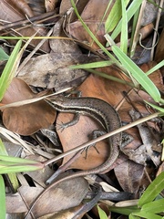 Trachylepis sechellensis