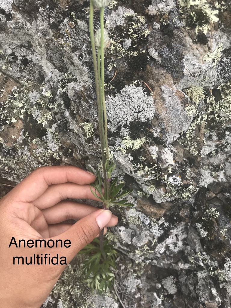 Cutleaf Anemone from Thunder Bay District, ON, Canada on July 25, 2018 ...