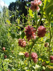 Glycyrrhiza