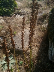 Acanthus mollis