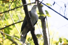 Ducula badia