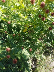 Glycyrrhiza