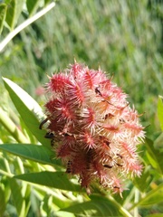 Glycyrrhiza