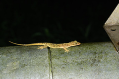 Hemidactylus stejnegeri
