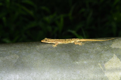 Hemidactylus stejnegeri