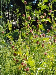 Glycyrrhiza