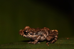 Pristimantis altamazonicus