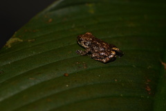 Pristimantis altamazonicus