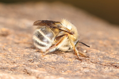 Anthophora crinipes