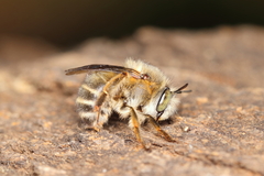 Anthophora crinipes