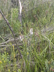 Philotheca buxifolia