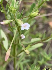 Mecardonia acuminata