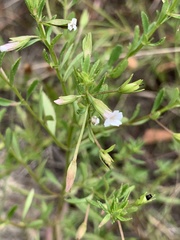 Mecardonia acuminata