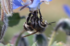 Anthophora dispar