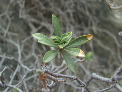 Daphne oleoides