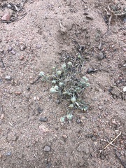 Artemisia macrocephala