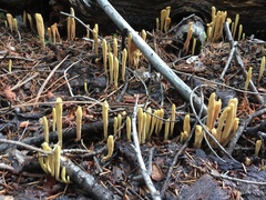 Clavariadelphus sachalinensis